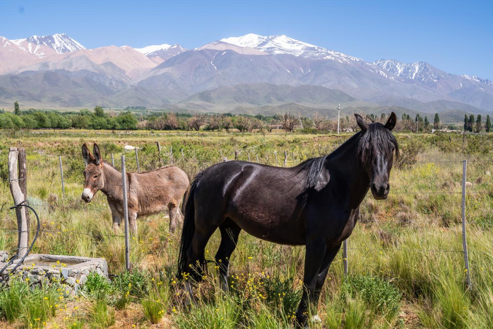 Rancho Adobe Eco Hotel Tupungato megye Kültér fotó